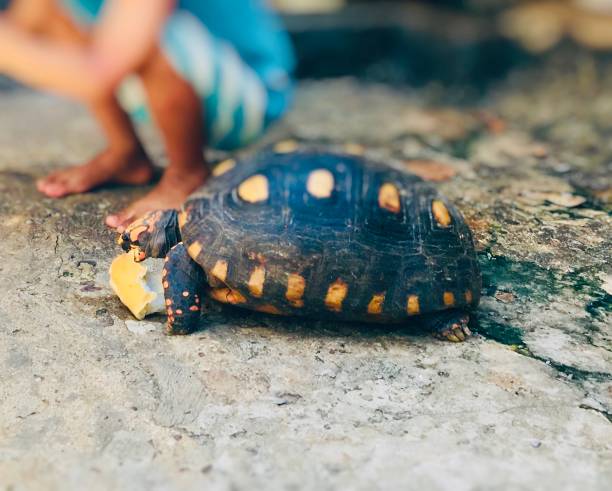 istock Little boy feeding tortoise 1201103819