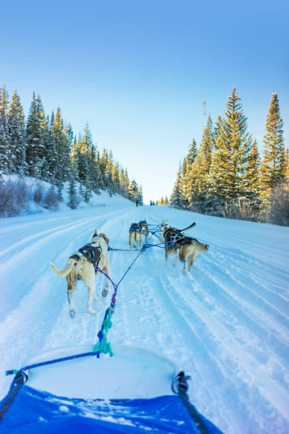 istock Alaskan husky dogs 1201103989