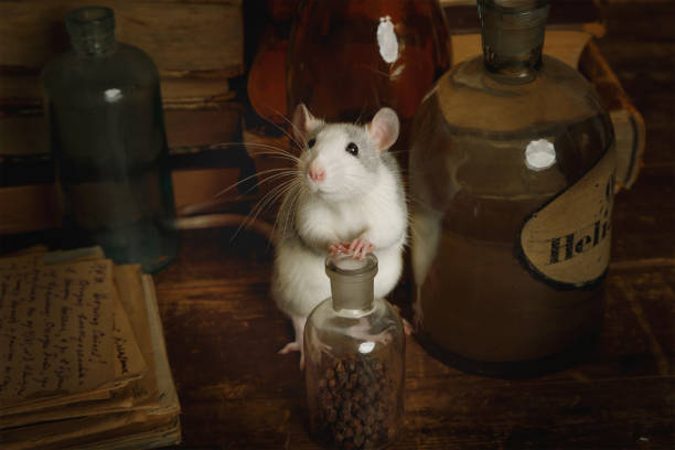 istock Funny rat runs around among old bottles and letters 1201104489