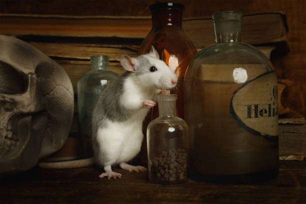 istock Little rat runs around among old bottles and skull 1201104492