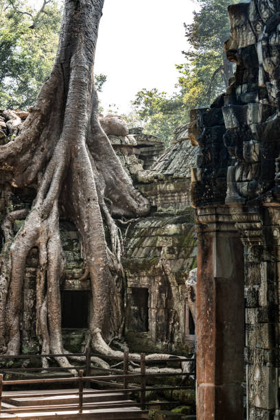 istock Ta Prohm temple near Angkor Wat, Cambodia 1201104538