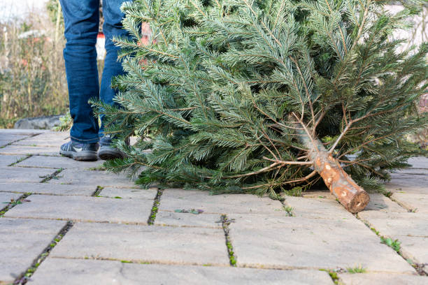 A man pulling the old christmas tree away stock photo