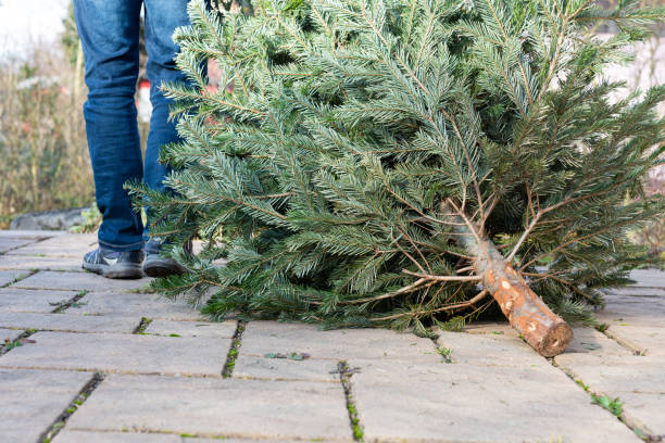 A man pulling the old christmas tree away stock photo