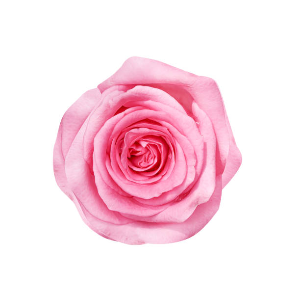 istock Top view rose flower with water drops isolated on white background and clipping path 1201105469