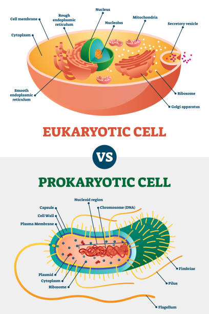 eukaryotische vs prokaryotische zellen, pädagogische biologie vektor-illustration diagramm - nucleolus stock-grafiken, -clipart, -cartoons und -symbole