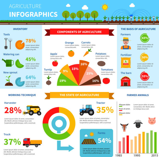 landwirtschaftliche infografiken - möhre grafiken stock-grafiken, -clipart, -cartoons und -symbole