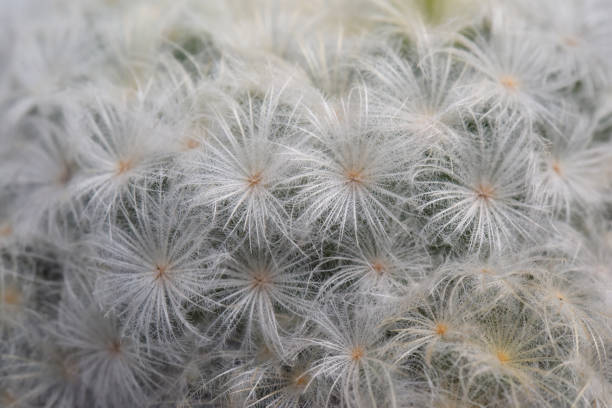 istock close-up shot of cactus. 1201108057