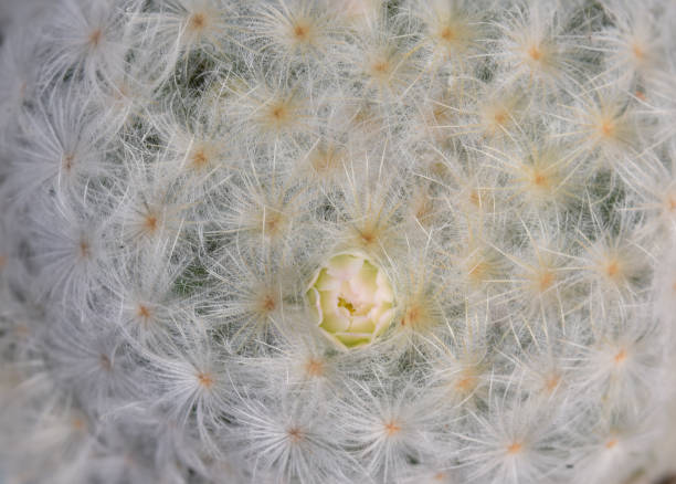 istock close-up shot of cactus. 1201108096