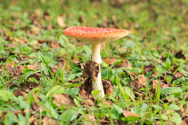 istock Mushroom found at campsite 1201108926