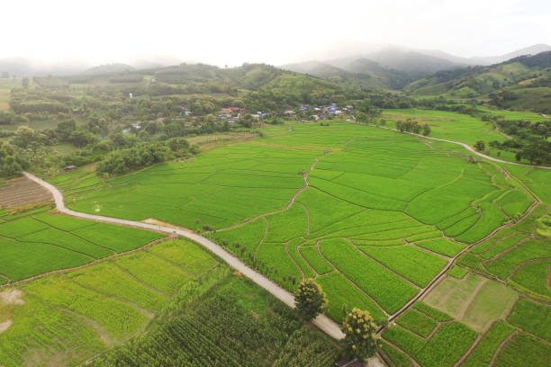 istock The beautiful landscape of rice fields 1201109198