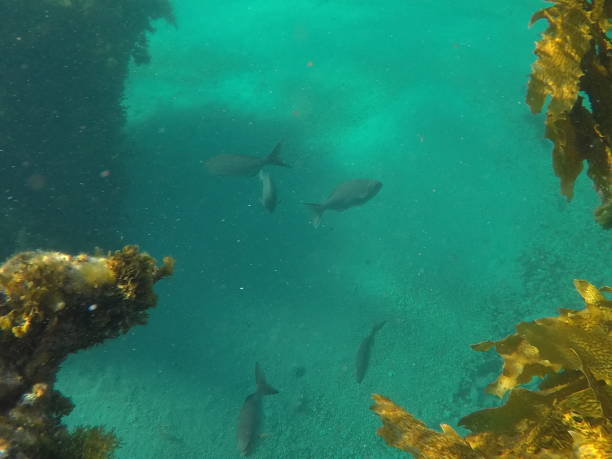 istock Fish in a waterhole in the reef 1201109755