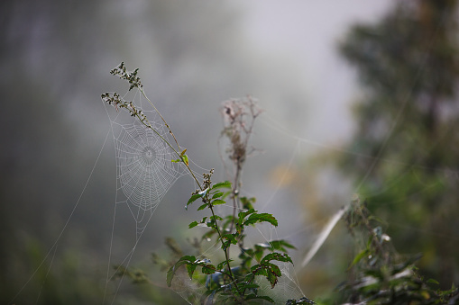 Spiderweb  in reed at the banks of river Peene near Demmin