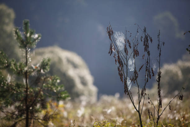 Cobwebs on the grass and branches of trees. The web grid is illuminated by the morning sunlight