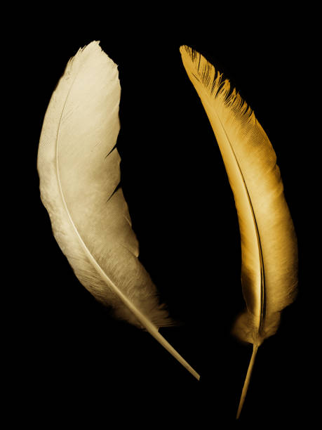 istock Beautiful color feather isolated on black 1201112038