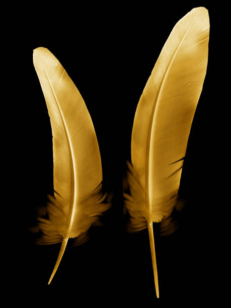 istock Beautiful color feather isolated on black 1201112057