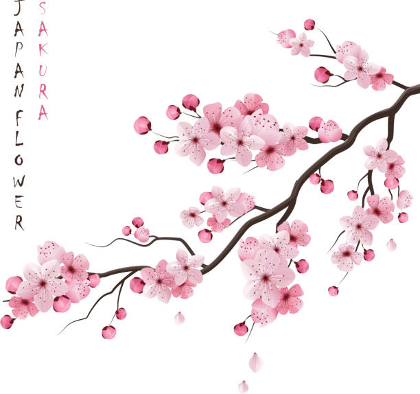 sakura Realistic sakura japan cherry branch with blooming flowers vector illustration cherry blossom branch on white stock illustrations