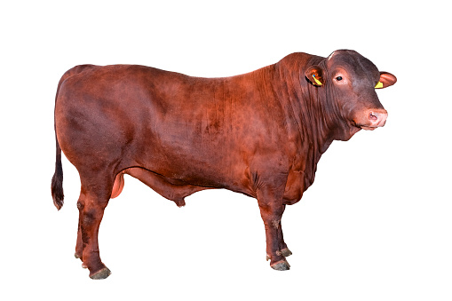 A cow wearing livestock tags looking at the camera through a fence on a farm in Embleton, North East England.