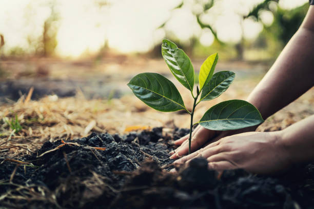 plantando árbol en el jardín. concepto salvar el mundo tierra verde - fertilizante fotos fotografías e imágenes de stock
