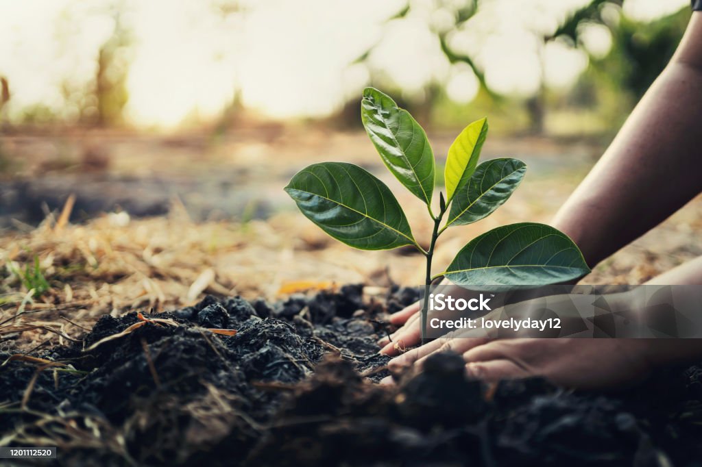 planting tree in garden. concept save world green earth Tree Stock Photo