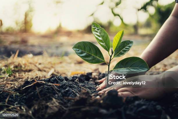 Planting Tree In Garden Concept Save World Green Earth Stock Photo - Download Image Now