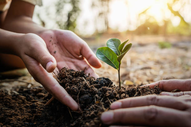 istock planting tree in garden. concept save world green earth 1201112523