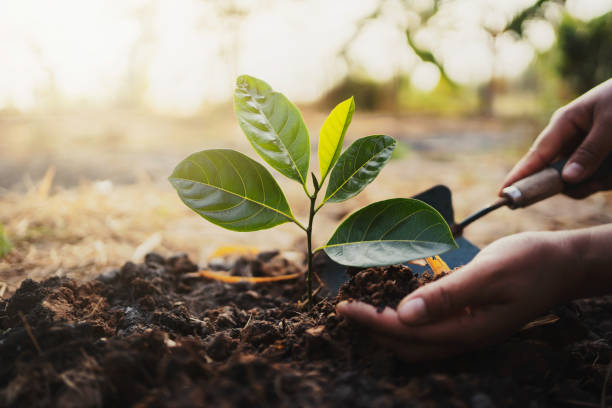 istock planting tree in garden. concept save world green earth 1201112525