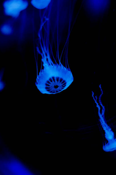 fotografía de una medusa nadando dentro de una pecera - white spotted jellyfish fotos fotografías e imágenes de stock