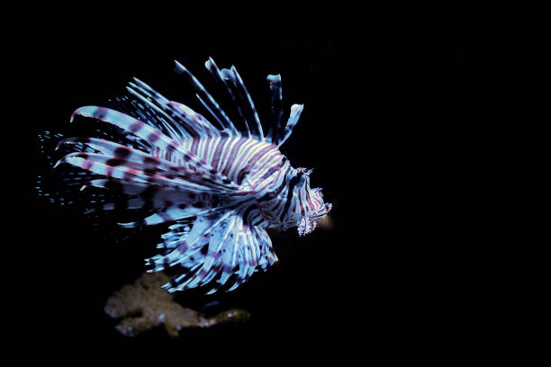 istock photograph of a scorpion fish or lionfish. 1201114658