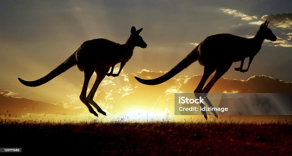 Kangourou australien série - Photo de Bush australien libre de droits