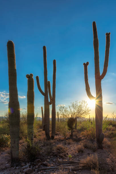 istock Sunset at Saguaros cactus in Sonoran Desert 1201116249