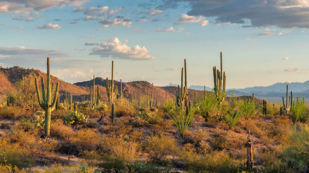 Saguaros cactus forest in Sonoran Desert Saguaros cactus at sunset in Sonoran Desert near Phoenix, Arizona. sonoran desert stock pictures, royalty-free photos & images