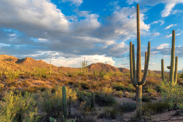 istock Saguaros cactus in Sonoran Desert 1201116285