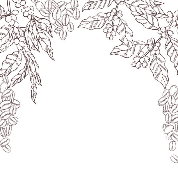 Vector background with   coffee  plants and beans. Vector background with hand drawn  coffee  plants and beans. Sketch  illustration. coffee tree stock illustrations