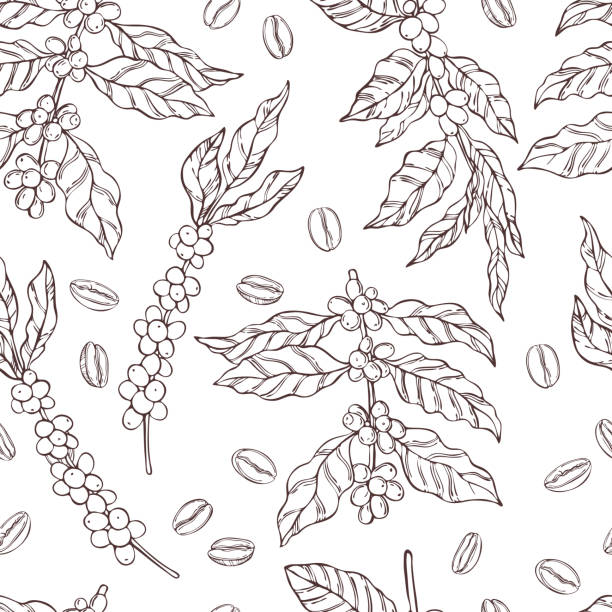 wektorowy bezszwowy wzór z roślinami do kawy i ziarnami. - kawa kongijska obrazy stock illustrations