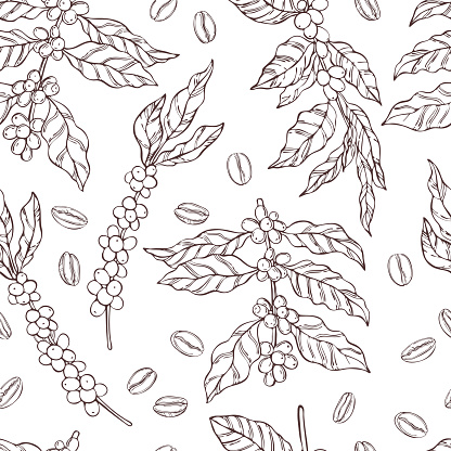 Vector  seamless pattern with hand drawn  coffee  plants and beans. Sketch  illustration.