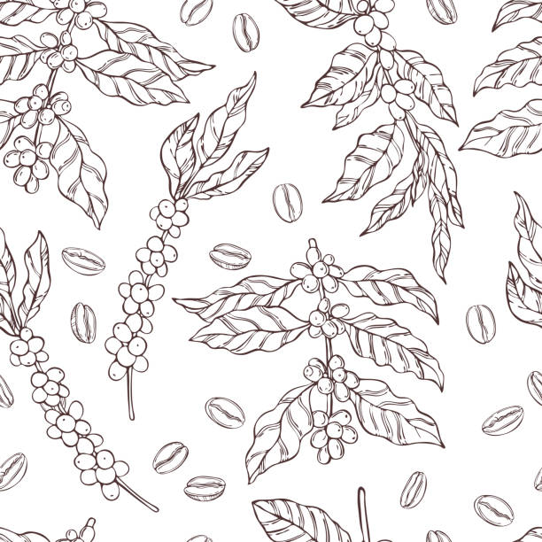Vector  seamless pattern with   coffee  plants and beans. Vector  seamless pattern with hand drawn  coffee  plants and beans. Sketch  illustration. roasted coffee bean stock illustrations