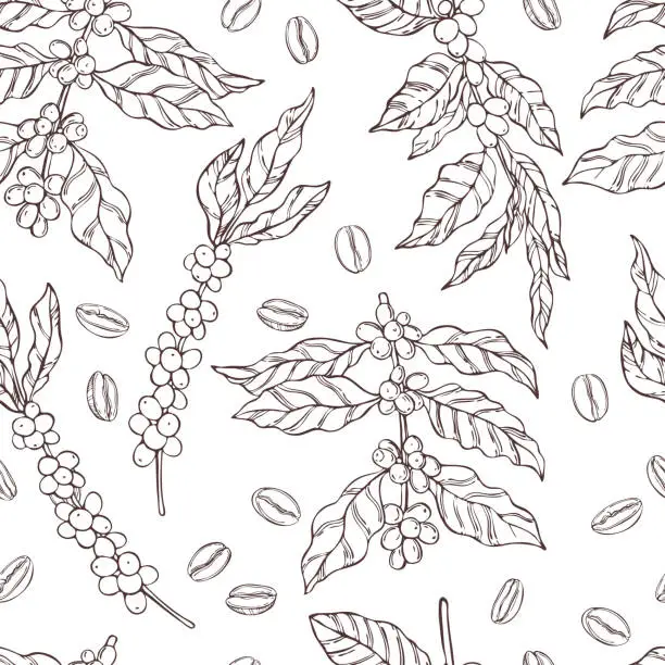 Vector illustration of Vector  seamless pattern with   coffee  plants and beans.