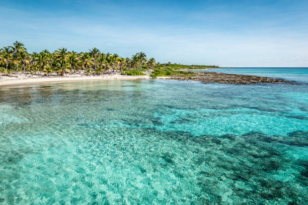 코스타 마야, 멕시코의 포트에서 야자수와 청록색 물이열대 해변. - costa maya 뉴스 사진 이미지