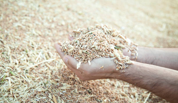 istock Male hands holding wheat grain. 1201119319