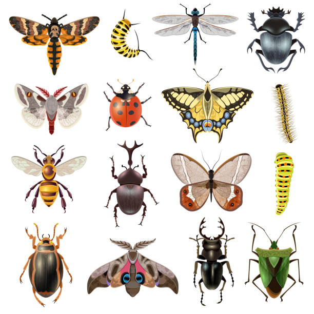 насекомых - жук олень stock illustrations