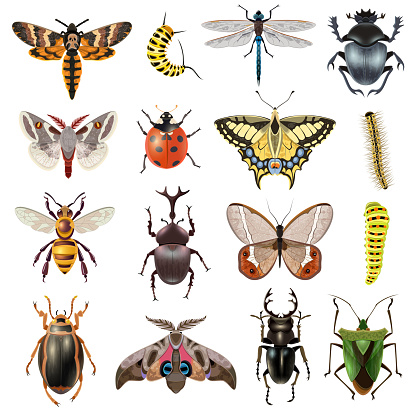 Insects realistic icons set with butterfly and beetles isolated vector illustration