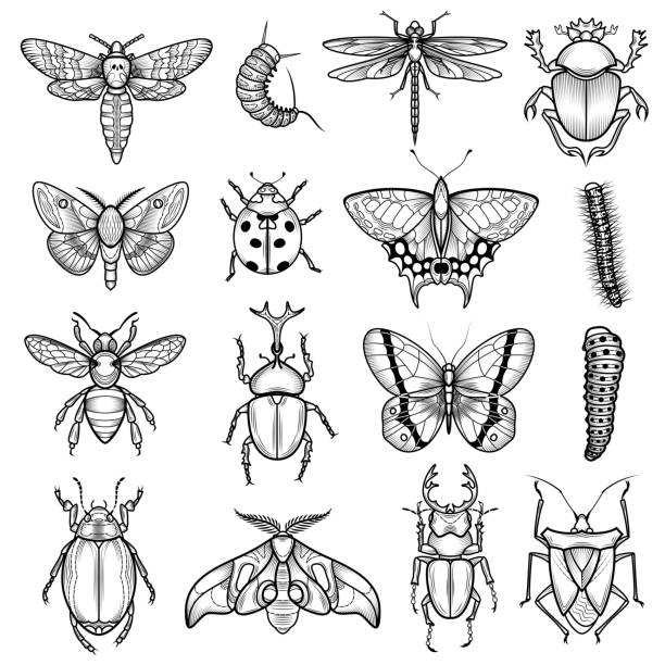 линия насекомых - жук олень stock illustrations