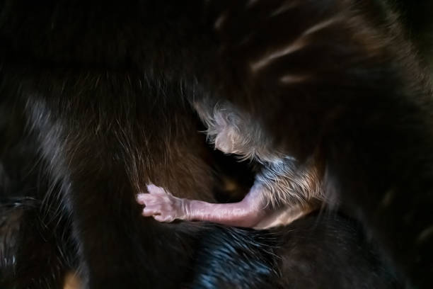 istock Newborn Kittens with mother sleeping and suckling 1201121774