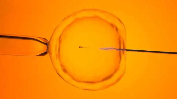 Insemination of human egg by spermcell.