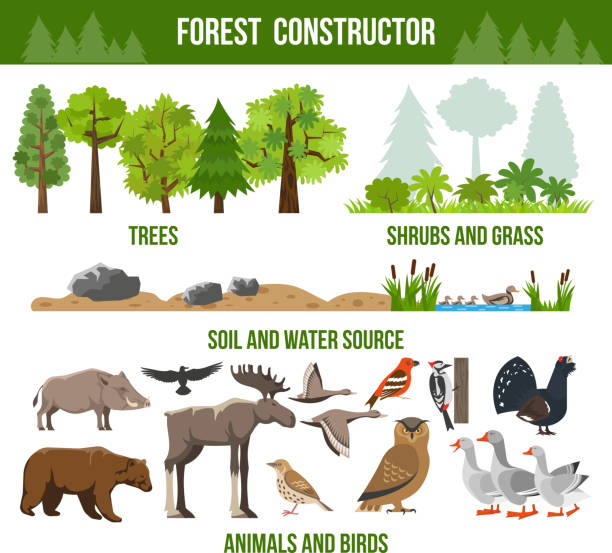 illustrations, cliparts, dessins animés et icônes de forêt plate - tétraoninés