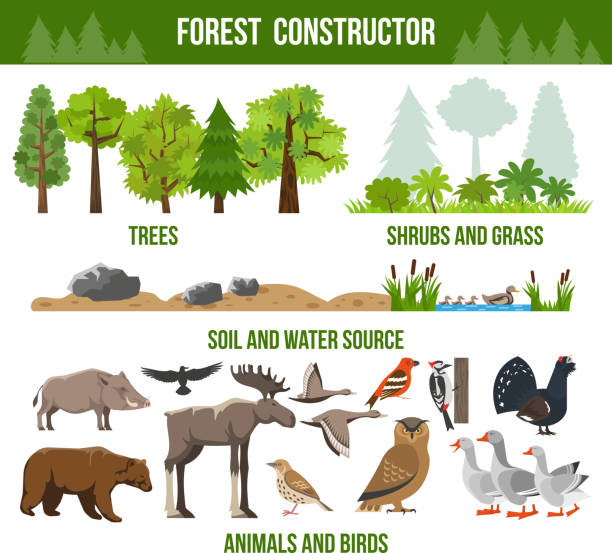forest flat Forest constructor poster with trees shrubs and grass animals and birds source packs flat isolated vector illustration grouse stock illustrations