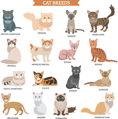 Cat breed flat icons set with cute animal characters isolated vector illustration