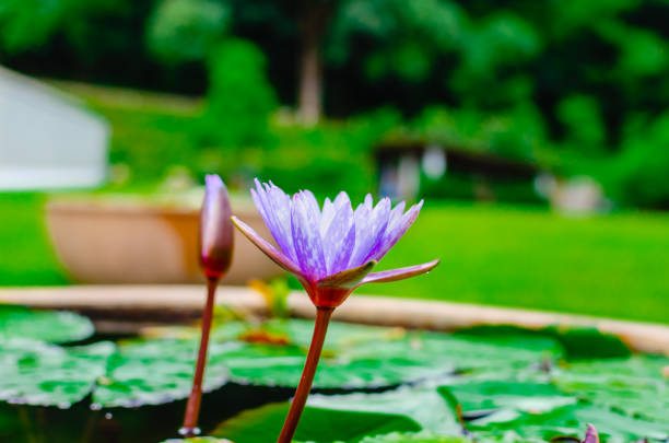 blooming blue lotus flower or waterlilly.