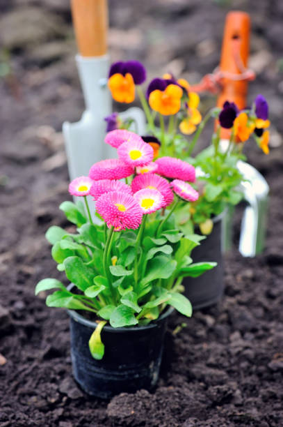 istock Beautiful marguerite flowers and garden tools 1201126633