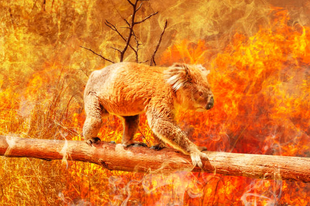 Koala survival risk Koala bear on eucalyptus branch escape from australian bushfires in 2019 and 2020. Conceptual: save koala, global warming, natural disaster, climate change. Koala survival at risk. koala photos stock pictures, royalty-free photos & images